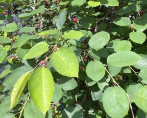 【夢日記】坂を猛スピードで上るバービー