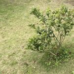 【夢日記】完熟フレッシュの床屋で下手くそなモヒカンにされる