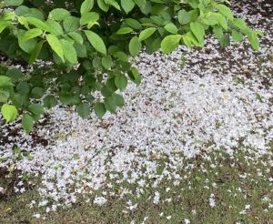 【夢日記】戦争か抗争か、スリムクラブ真栄田をぶっ叩く（笑）