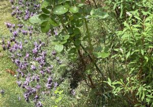 【夢日記】ぎこちない夢