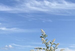 【夢日記】大人気の授業で席を譲れない学生