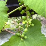 【夢日記】雑貨屋のオッサンが軽トラで穴の中を行く