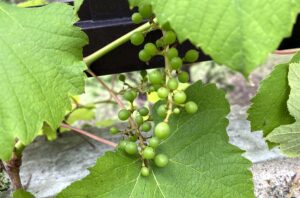 【夢日記】雑貨屋のオッサンが軽トラで穴の中を行く