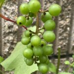 【夢日記】踏切まで延長コードを敷く作業