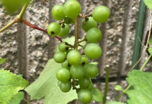 【夢日記】踏切まで延長コードを敷く作業