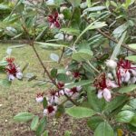 【夢日記】ソムリエ田崎真也にピアノを教わる