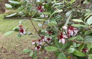 【夢日記】ソムリエ田崎真也にピアノを教わる