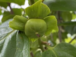 【夢日記】再試験と新入生歓迎シーズン