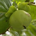 【夢日記】犬が弟になりゆるいコンクリートで粗相