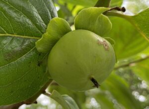 【夢日記】犬が弟になりゆるいコンクリートで粗相