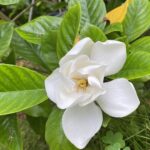 【夢日記】大学時代に住んでたアパートで勝手にシェアハウス営業
