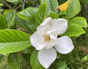 【夢日記】大学時代に住んでたアパートで勝手にシェアハウス営業