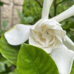 【夢日記】ロシアでディナー