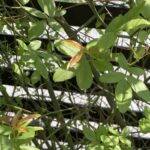 【夢日記】パーマンセットで空を飛んで仲間を助ける