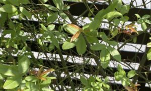 【夢日記】パーマンセットで空を飛んで仲間を助ける