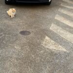 【夢日記】グレーの猫を飼うが女に盗まれる