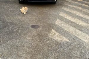 【夢日記】グレーの猫を飼うが女に盗まれる