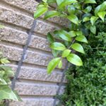 【夢日記】アンガールズ田中が漫画家だった