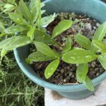 【夢日記】感情を収めるテーブル