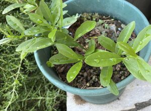 【夢日記】感情を収めるテーブル