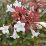 【夢日記】韓国の慰安婦団体が殺しに来る