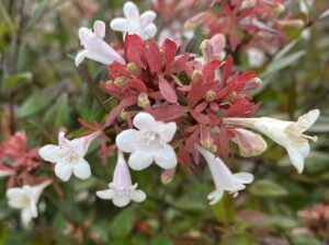 【夢日記】韓国の慰安婦団体が殺しに来る
