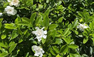 【夢日記】継続は力なり