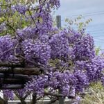 【夢日記】茶箪笥の缶の中の小さな黒い洋犬