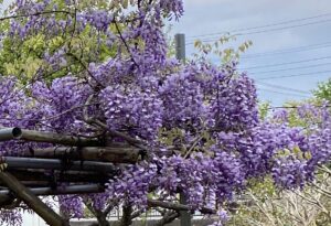 【夢日記】茶箪笥の缶の中の小さな黒い洋犬