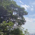【夢日記】沖縄へ行く決断ができない