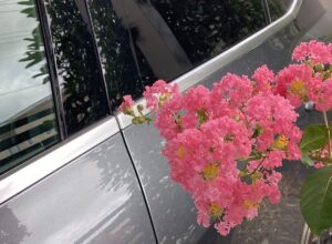 【夢日記】孤独な生き方