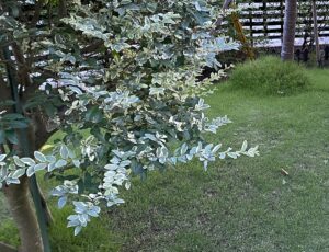 【夢日記】ヤブ歯科医と呪いの写真