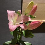 【夢日記】白神じゅり子氏のそろばん塾でタヌコが人間になる