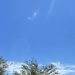 【夢日記】手の中の小さな鳥