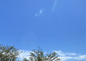 【夢日記】手の中の小さな鳥