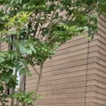 【夢日記】奇病が発生する