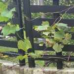 【夢日記】賃貸に出してる家の掃除