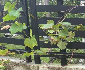 【夢日記】賃貸に出してる家の掃除