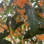 【夢日記】敏腕経営者と鉄道