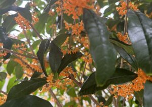 【夢日記】敏腕経営者と鉄道