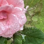 【夢日記】ペンキ塗りたての通れない橋