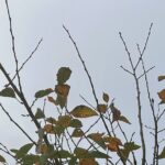 【夢日記】幼女誘拐事件とインチキ僧侶