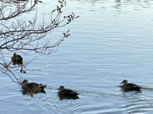 【夢日記】イントロクイズで蜷川新右衛門