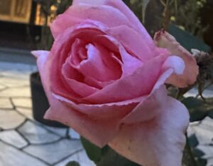 【夢日記】怪しいシステムのカスタマイズ