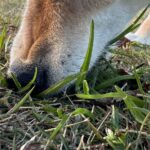 【夢日記】月に行かせるプロジェクト