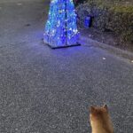 【夢日記】タヌコが雄犬に追いかけられる