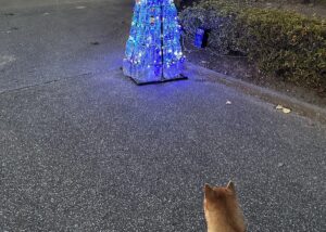 【夢日記】タヌコが雄犬に追いかけられる