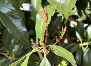 【夢日記】ポケモン争奪ゲーム