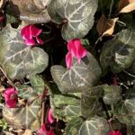 【夢日記】テーマパークの掃除と白い犬たち