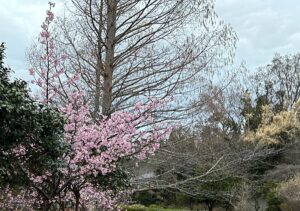 【夢日記】謎のクラス対抗競技と焼き肉屋